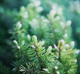 Forests rich in pine trees
